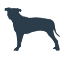 Medium Dog